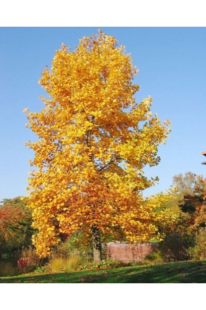 Ліріодендрон Ауреамаргіната-Осінь